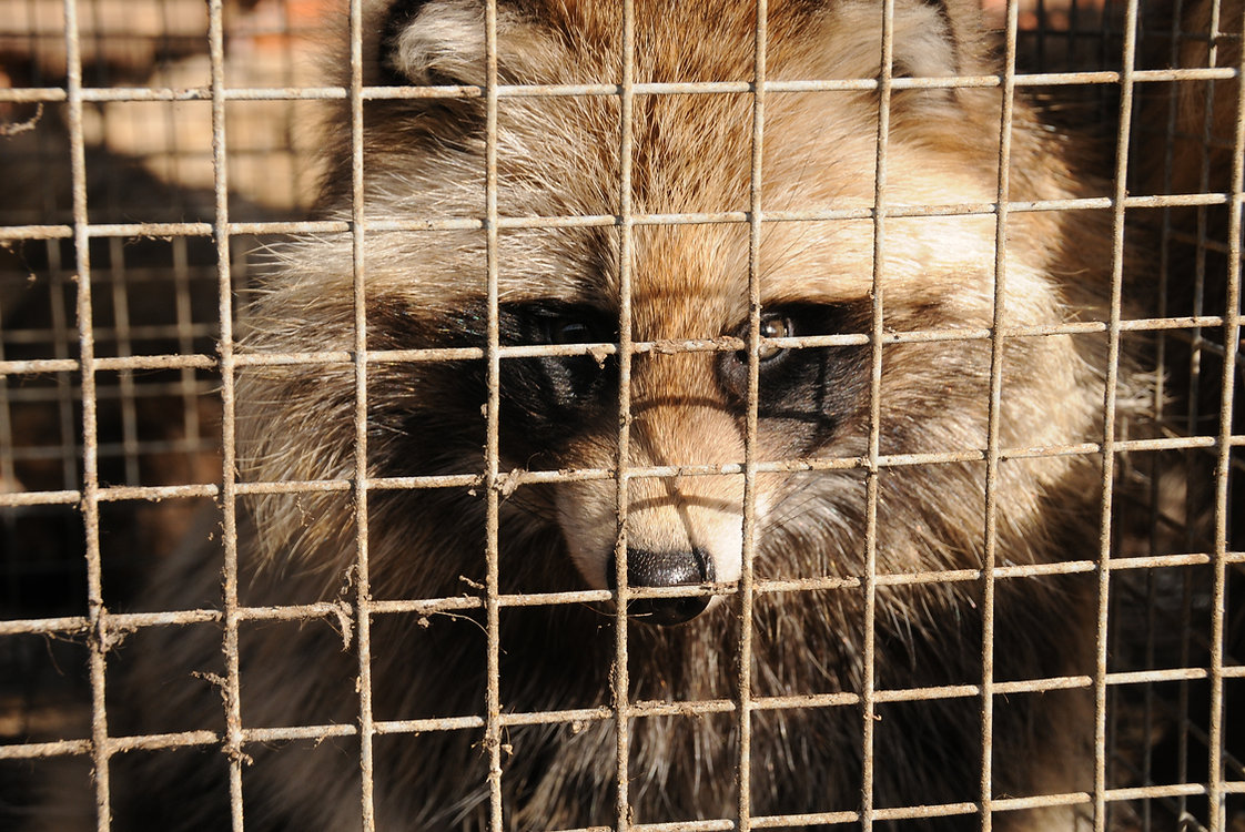 raccoon in a cage