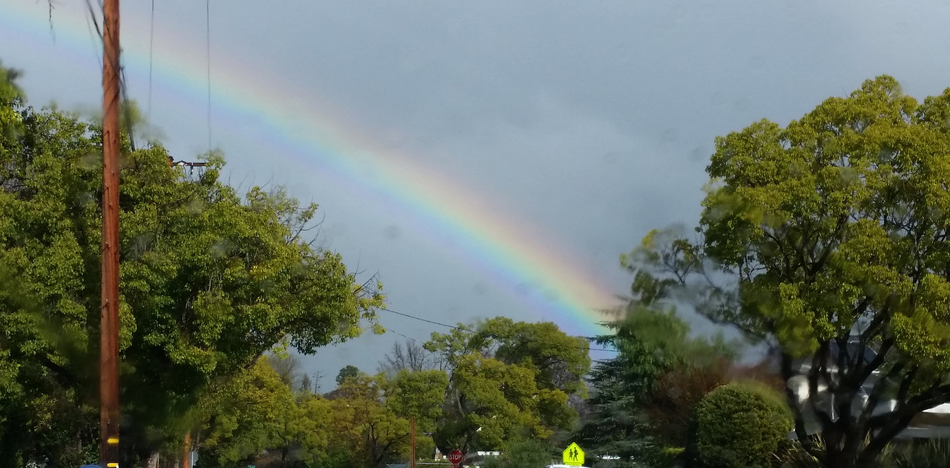 trees and rainbox