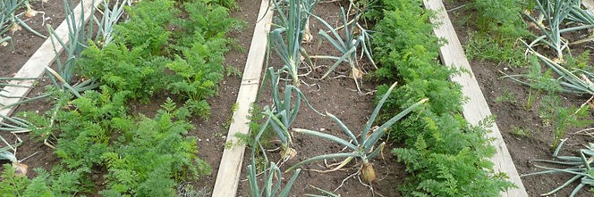 vegetable garden