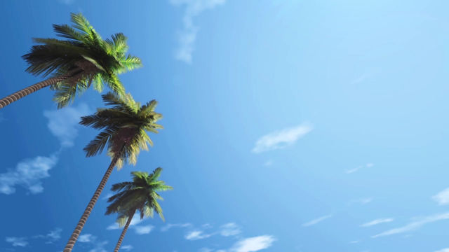 palm trees and blue sky