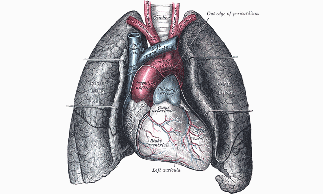 diagram of human lungs